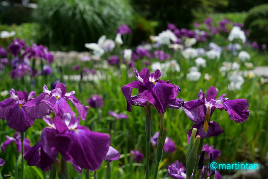 f:id:martintan:20190615220313j:plain