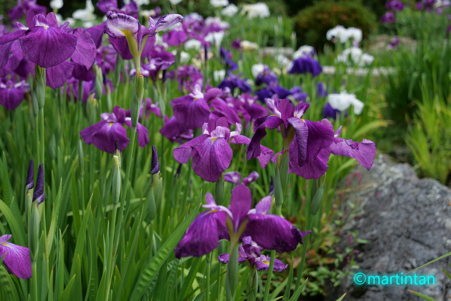 f:id:martintan:20190615220437j:plain