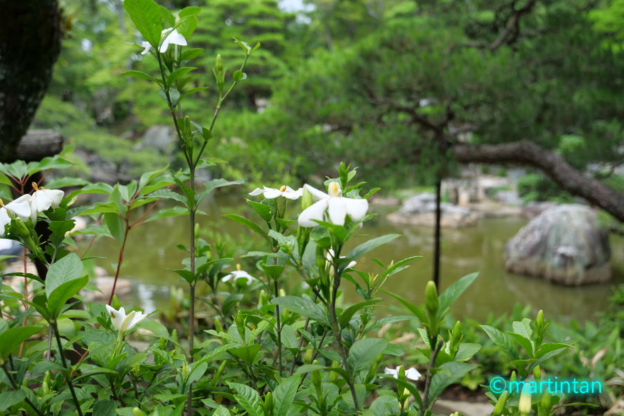 f:id:martintan:20190616000313j:plain