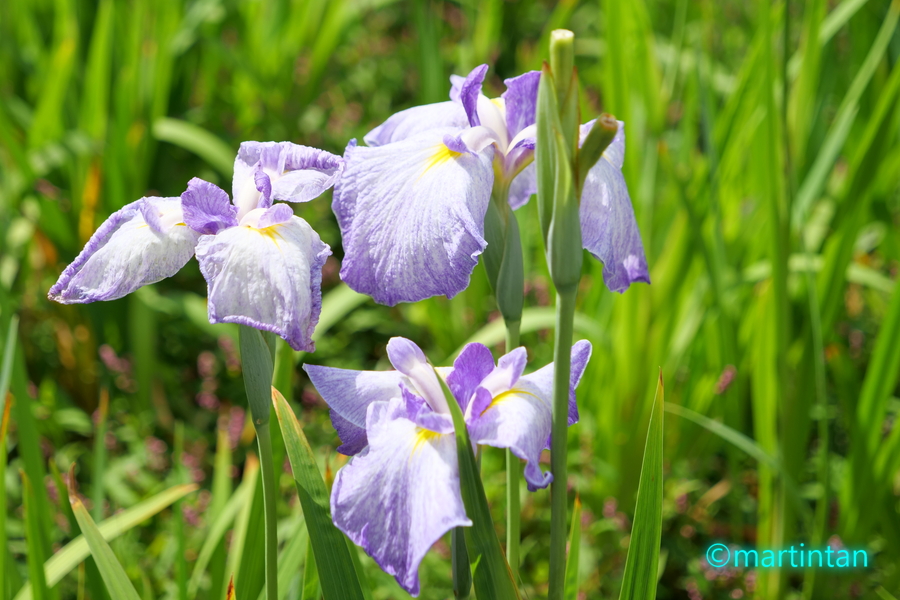 f:id:martintan:20190620213033j:plain