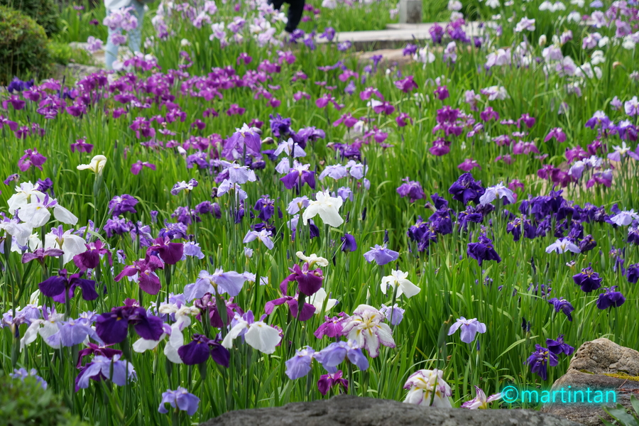 f:id:martintan:20190620213330j:plain
