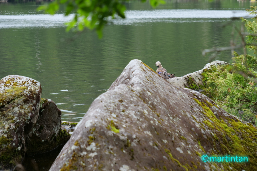 f:id:martintan:20190705143735j:plain f:id:martintan:20190705143735j:plain