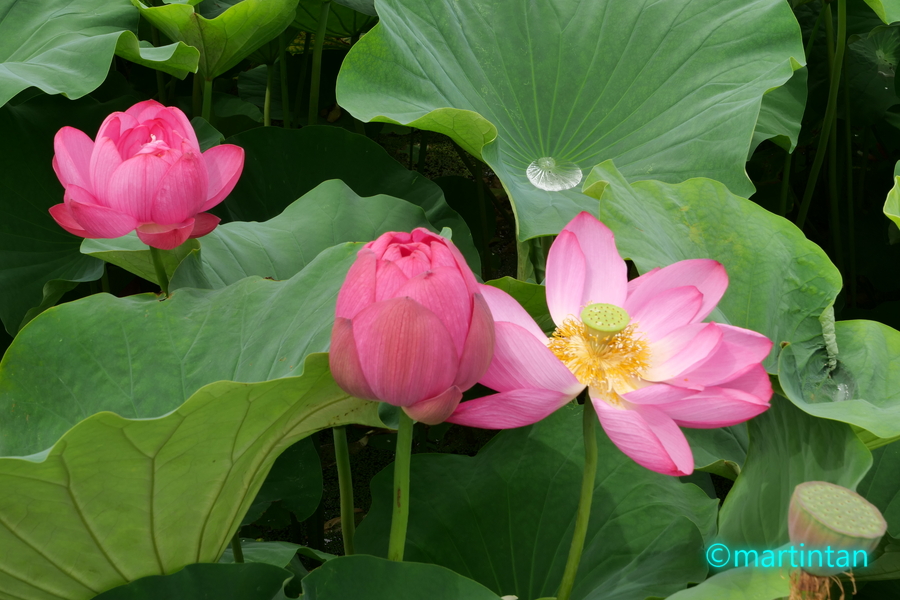f:id:martintan:20190716144420j:plain