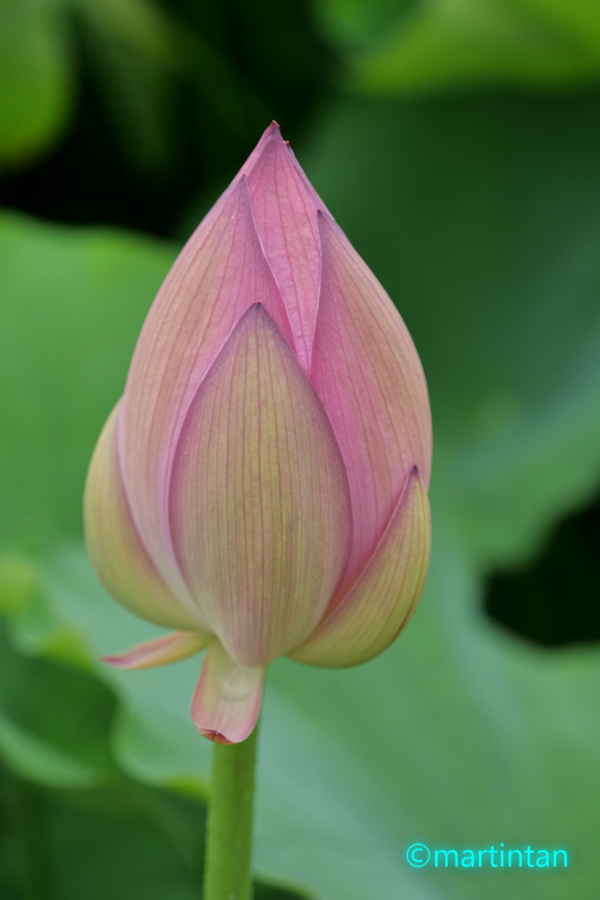 f:id:martintan:20190717220113j:plain