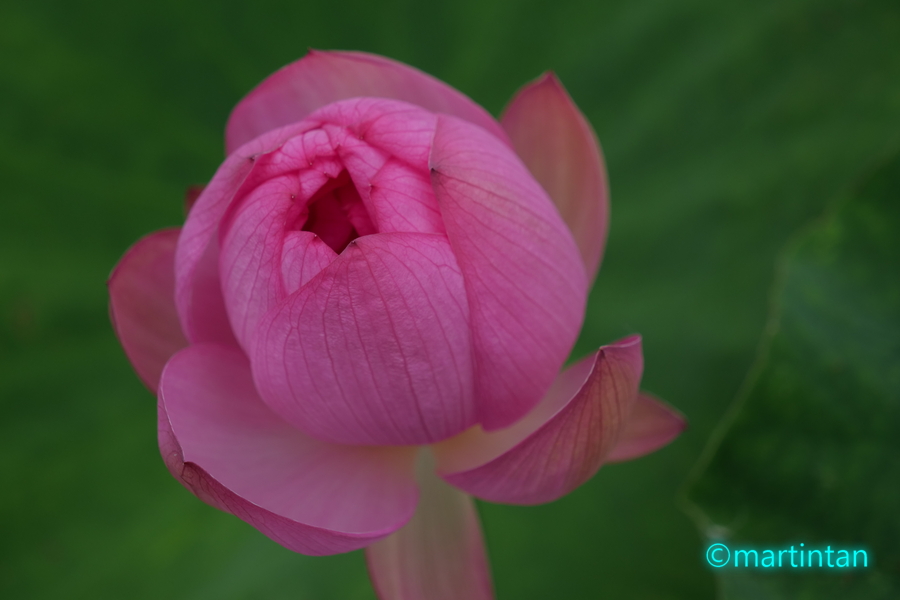 f:id:martintan:20190717220153j:plain