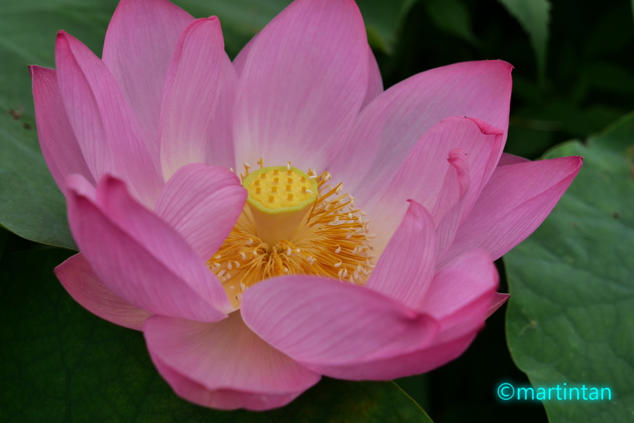 f:id:martintan:20190717220252j:plain