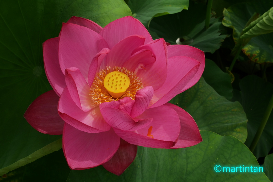 f:id:martintan:20190717220356j:plain