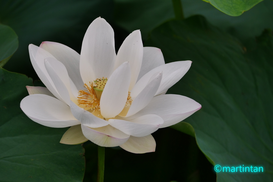 f:id:martintan:20190717220457j:plain