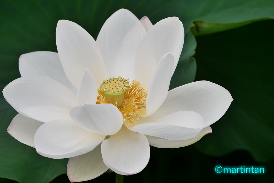 f:id:martintan:20190717220609j:plain