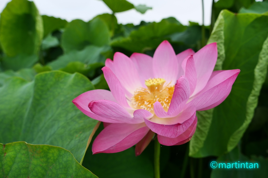 f:id:martintan:20190717221038j:plain