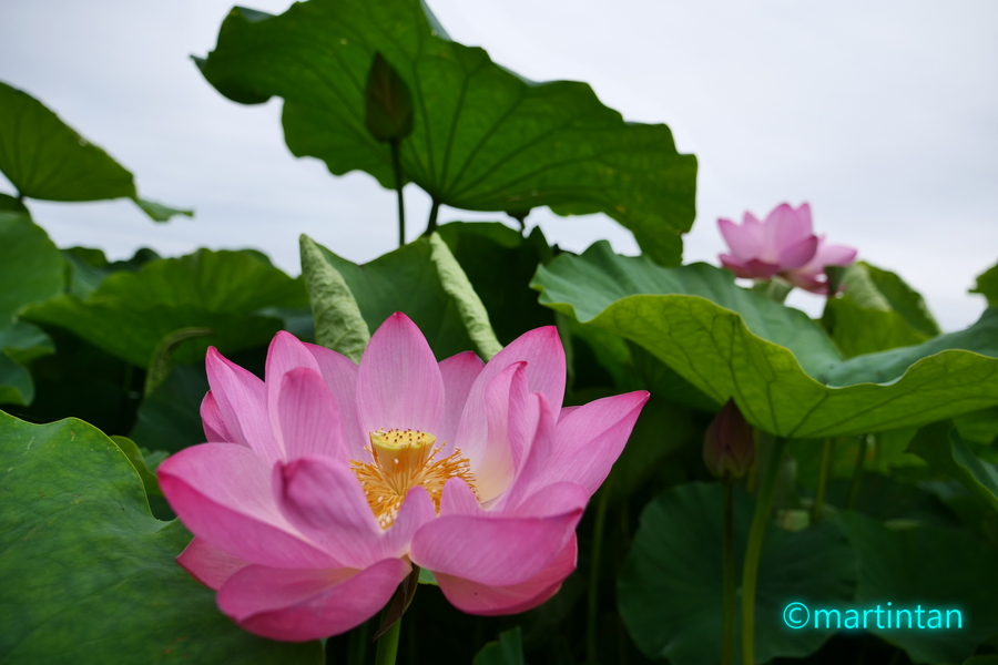 f:id:martintan:20190717221139j:plain