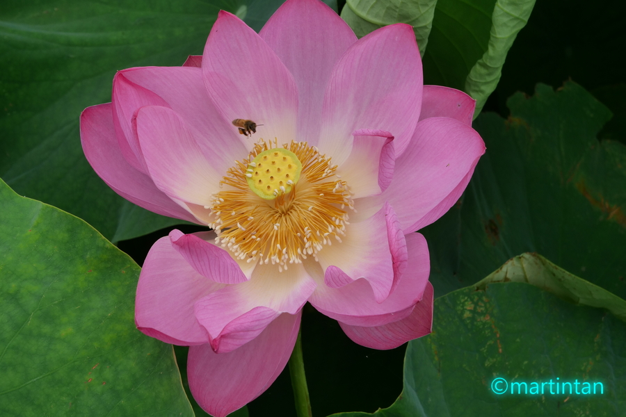 f:id:martintan:20190718150517j:plain