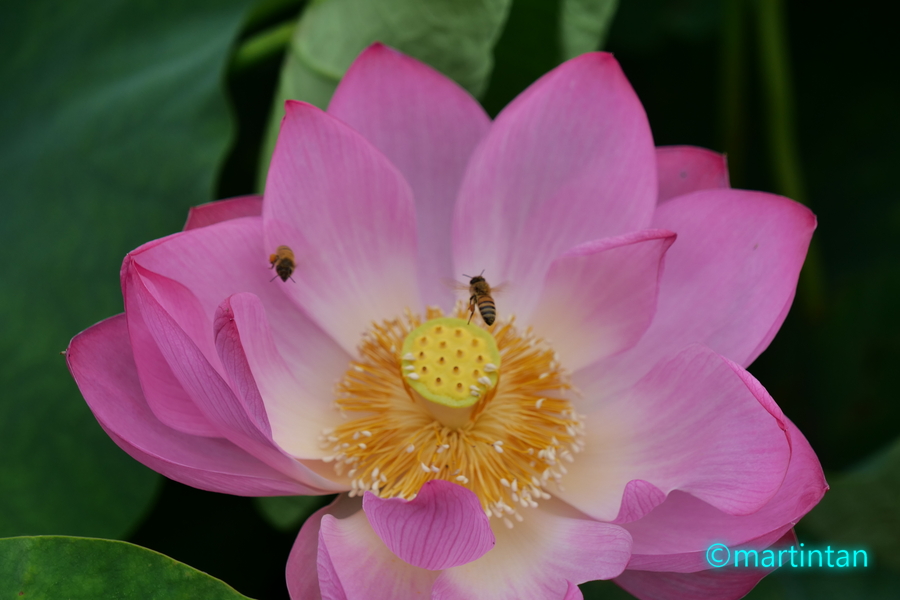 f:id:martintan:20190718150551j:plain