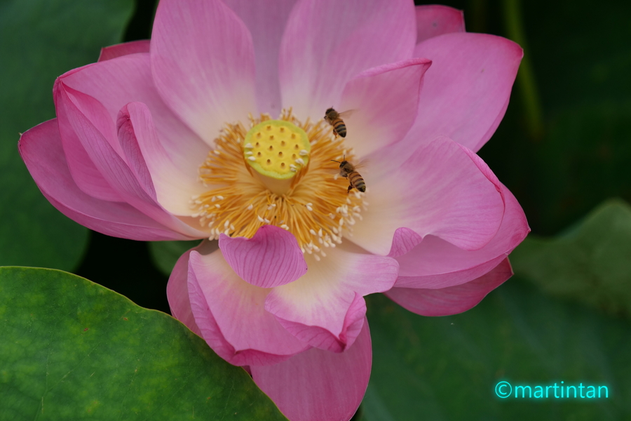 f:id:martintan:20190718150726j:plain