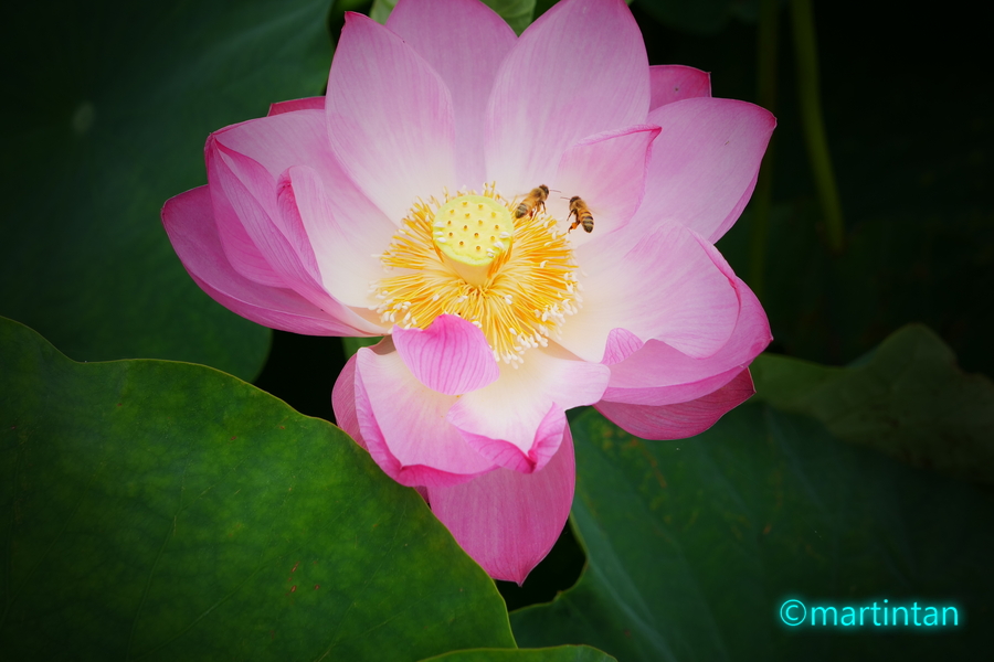f:id:martintan:20190718150851j:plain