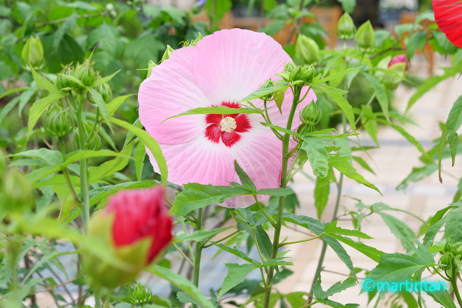 f:id:martintan:20190720224812j:plain f:id:martintan:20190720224812j:plain