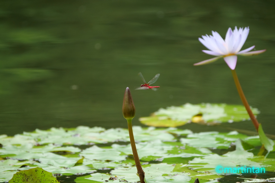 f:id:martintan:20190909132044j:plain