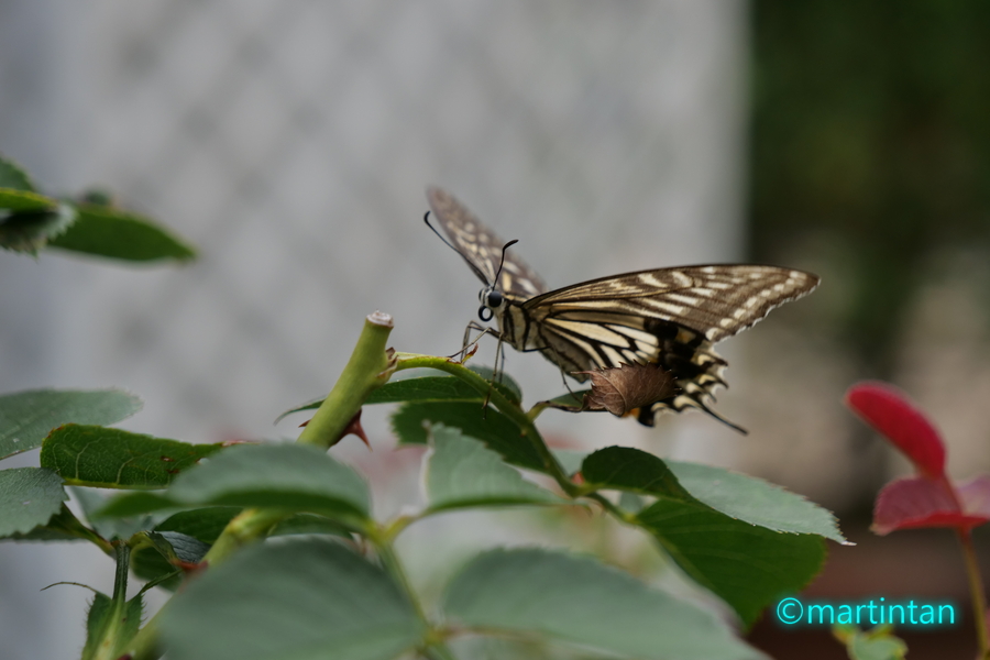 f:id:martintan:20190909132143j:plain