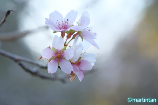 f:id:martintan:20191129085340j:image f:id:martintan:20191129085340j:image