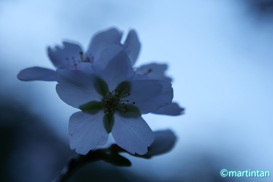 f:id:martintan:20191201111643j:plain