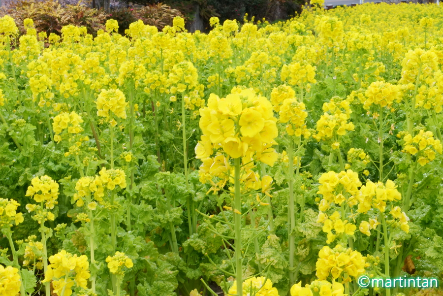 f:id:martintan:20200226084355j:plain