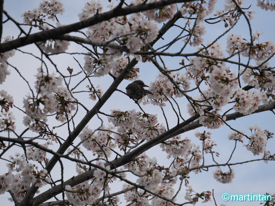 f:id:martintan:20200508135604j:plain
