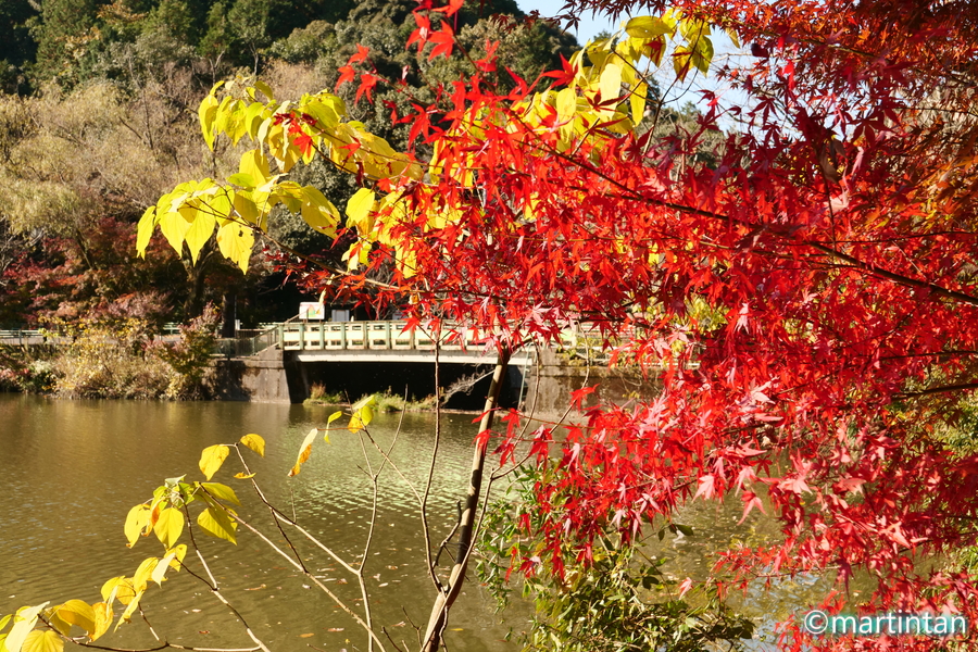 定光寺および定光寺公園の紅葉 1 ー 定光寺公園の紅葉と水鳥 小さな旅 美しい風景 写真 そして温泉と銭湯