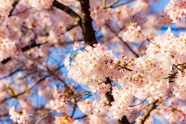 春のめまいや不眠 これが 恋 なら何も文句はないんですけどね 笑 ベイビーーズ ママのトレンド