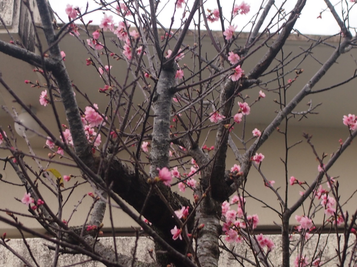 f:id:maru04:20200126090231j:plain