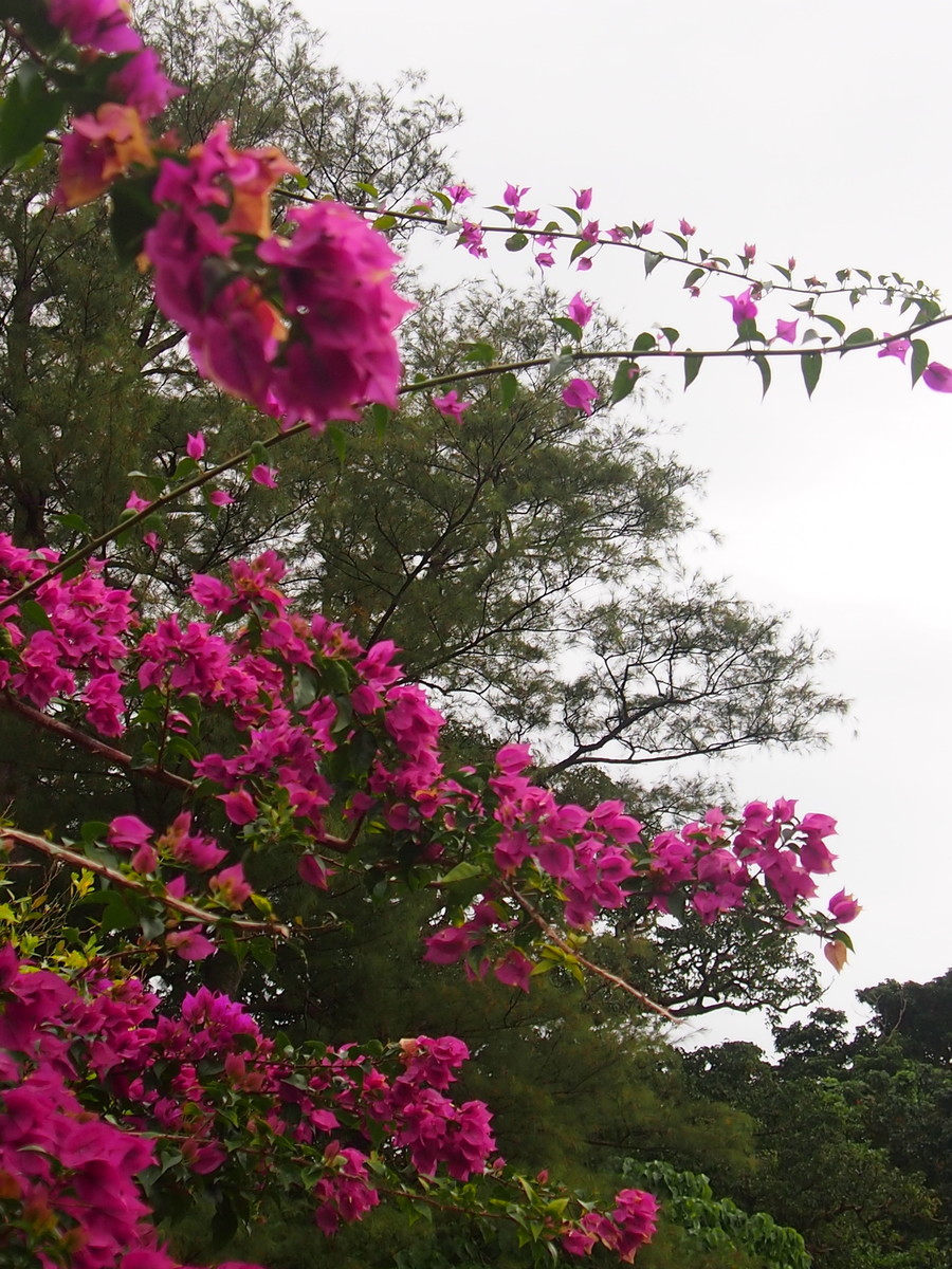 f:id:maru04:20200126090952j:plain