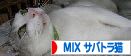 にほんブログ村 猫ブログ MIXサバトラ猫へ