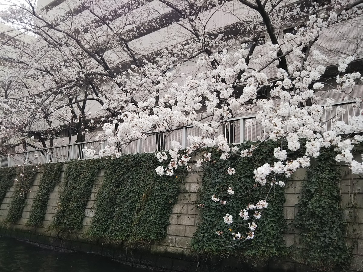 f:id:maru99:20190328115350j:plain