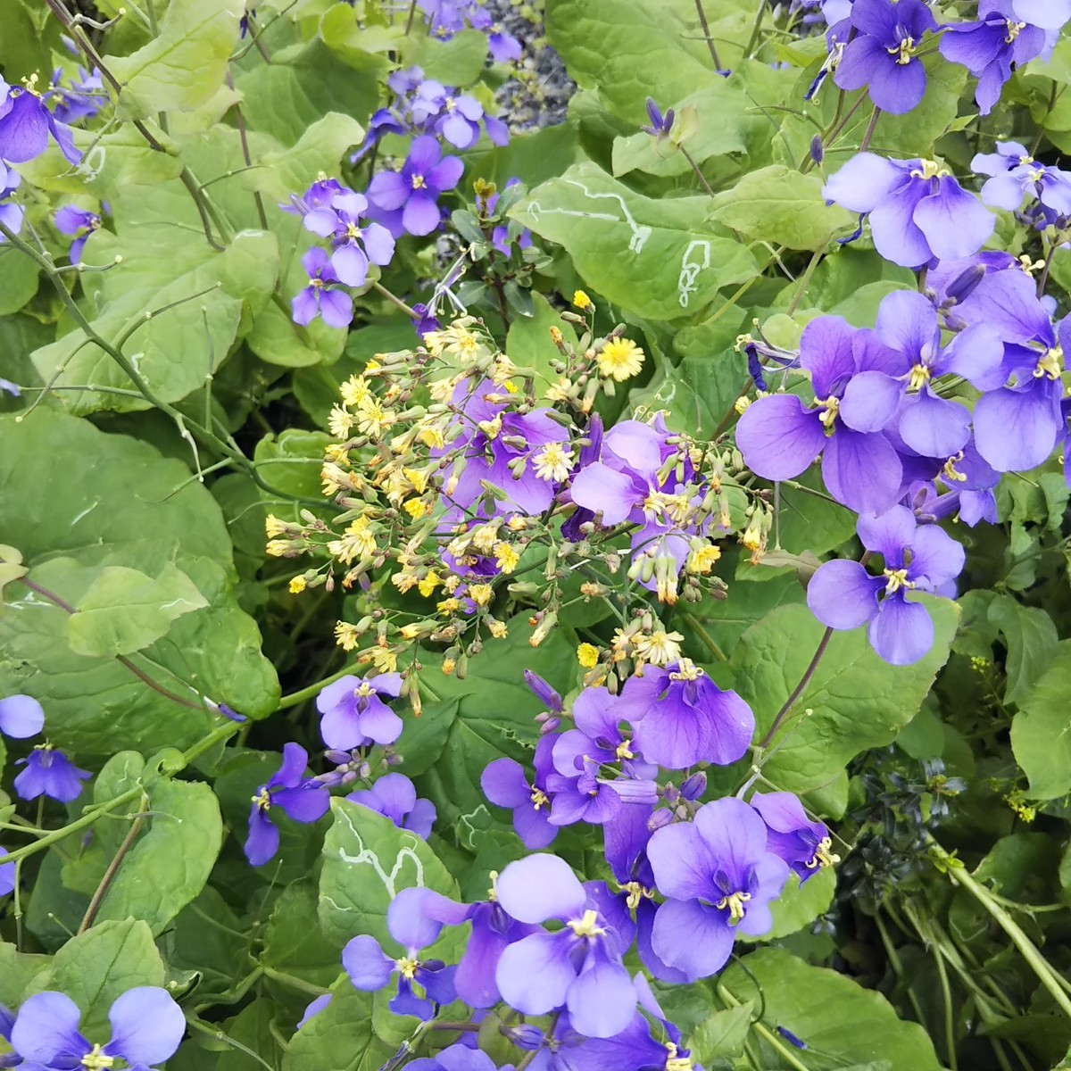 f:id:maru99:20190423141006j:plain