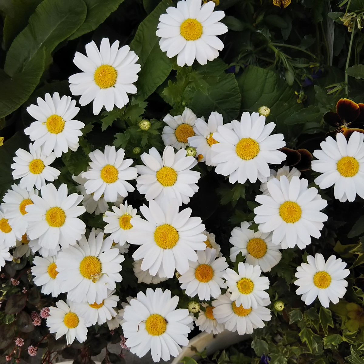 f:id:maru99:20190423141311j:plain