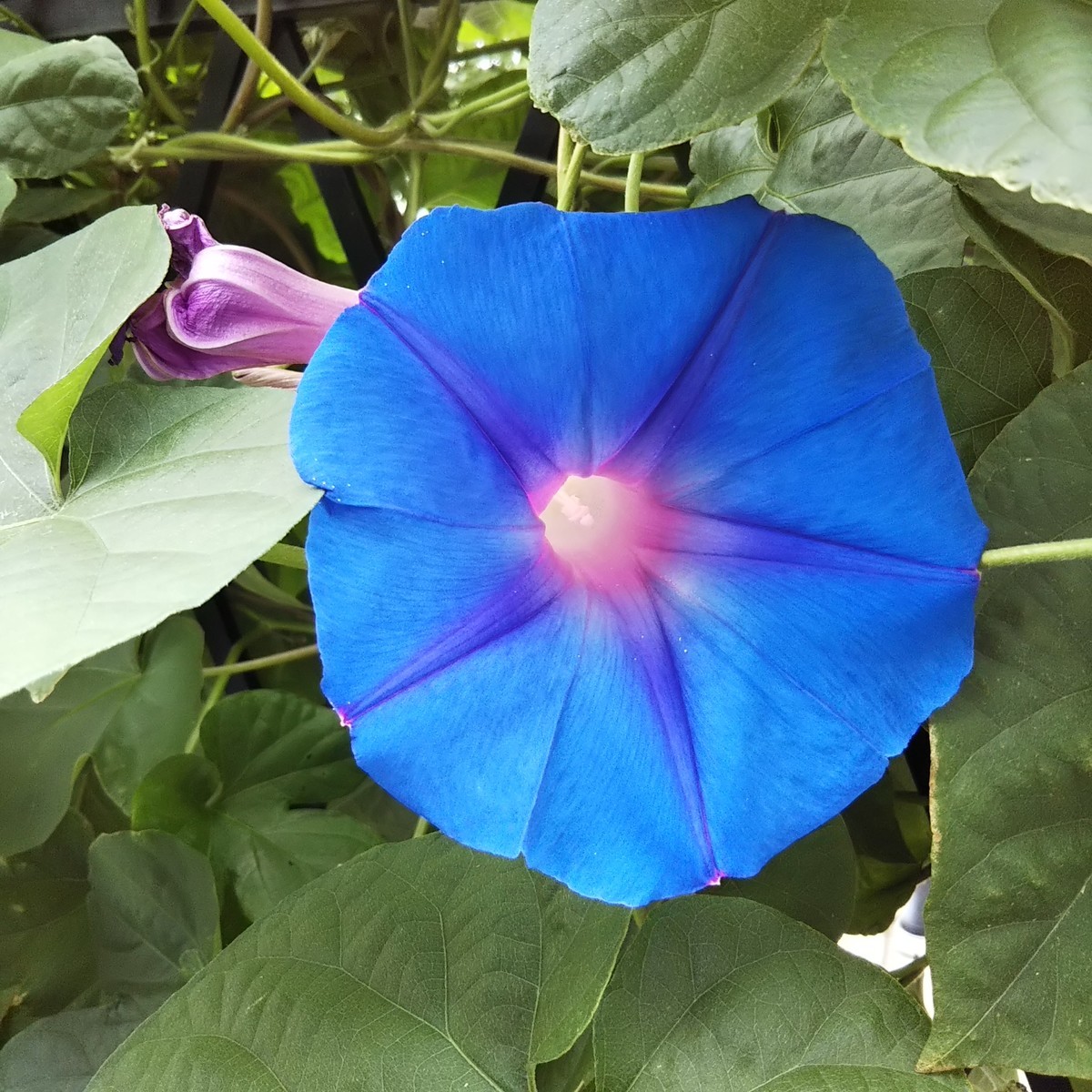 f:id:maru99:20190705111009j:plain f:id:maru99:20190705111009j:plain