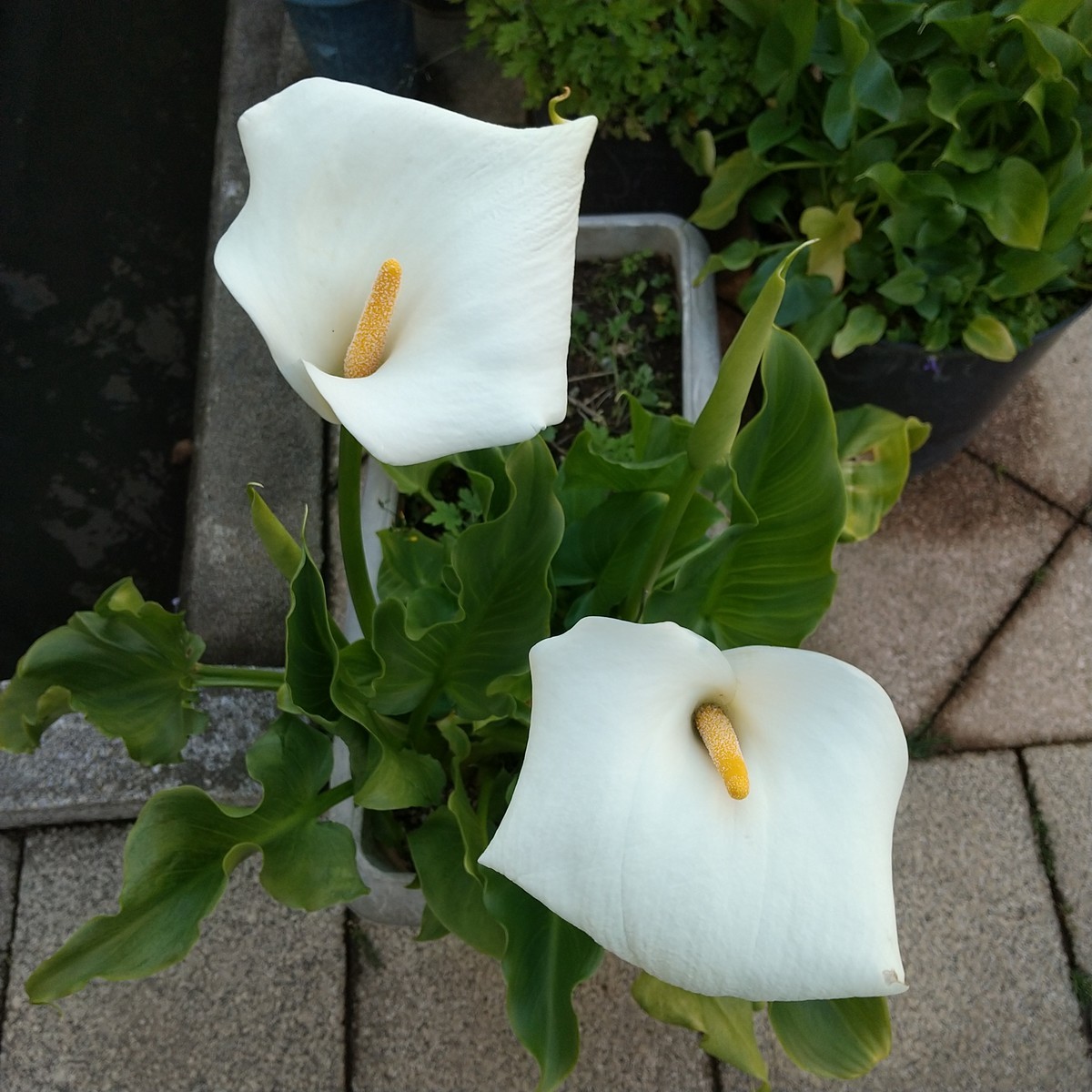 f:id:maru99:20200425170946j:plain