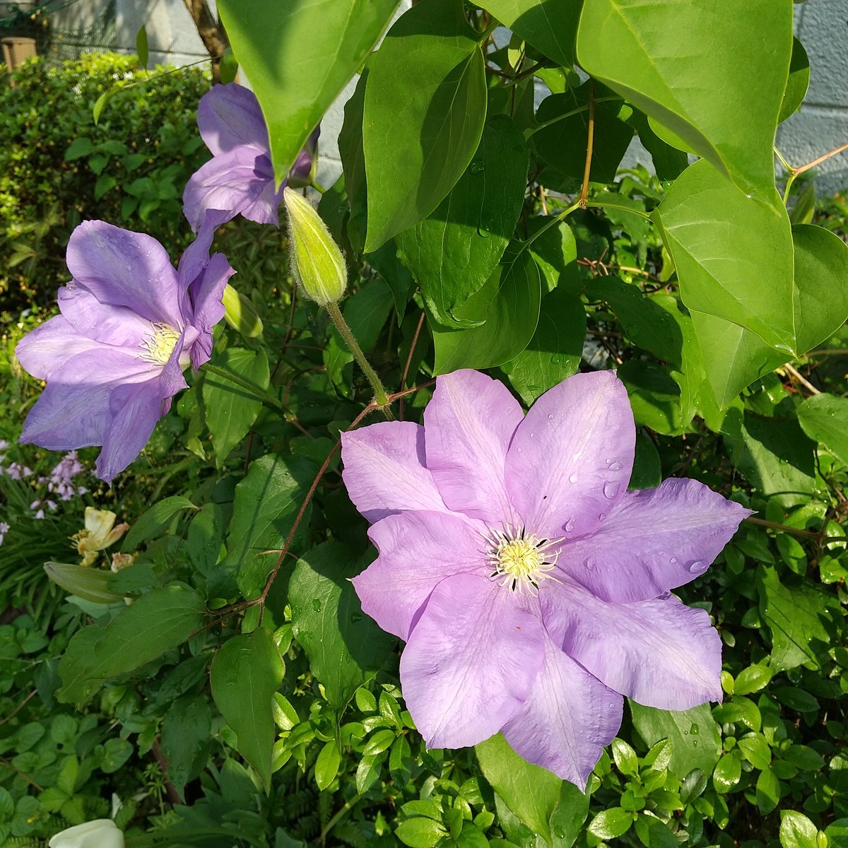 f:id:maru99:20200428161902j:plain f:id:maru99:20200428161902j:plain