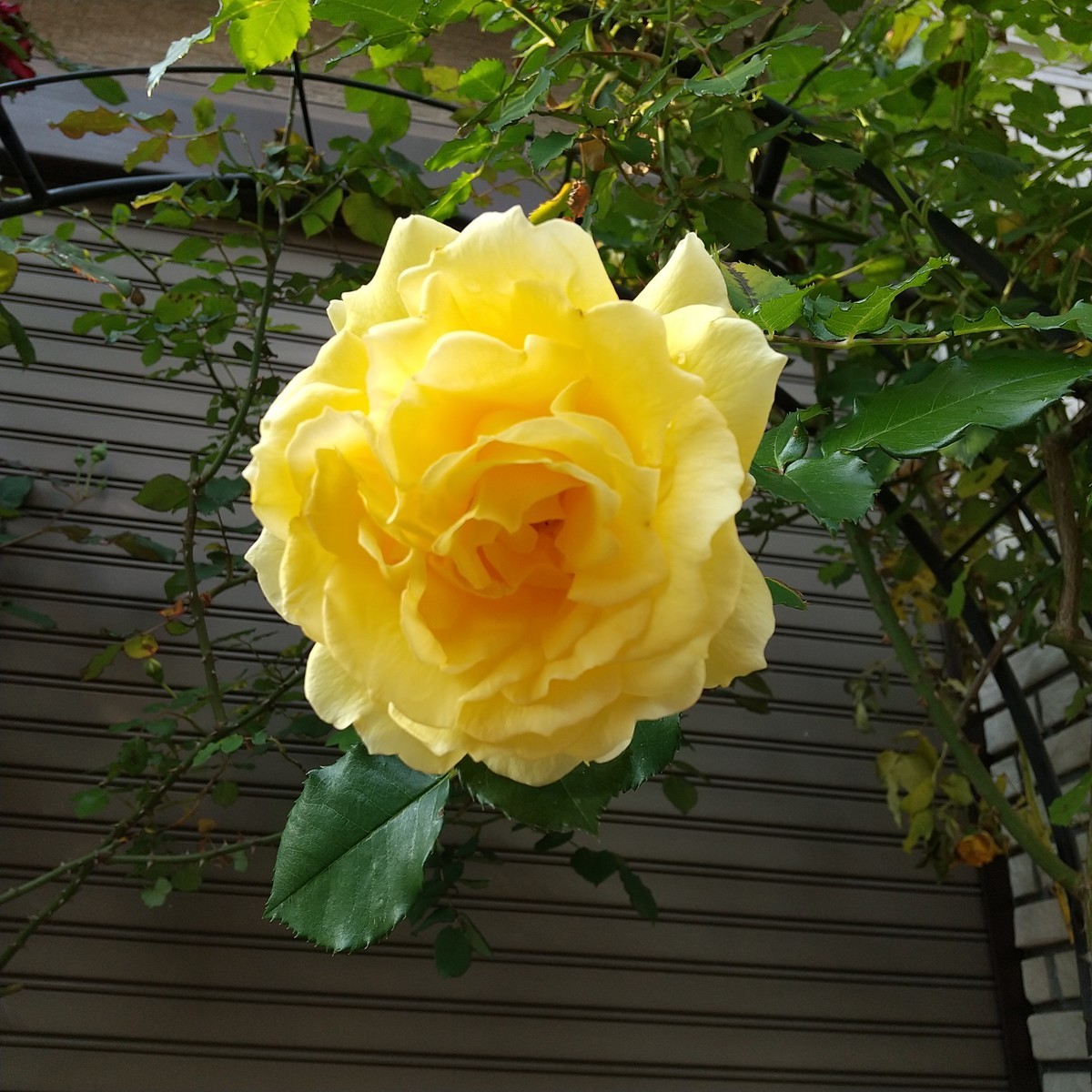 f:id:maru99:20200428170302j:plain f:id:maru99:20200428170302j:plain