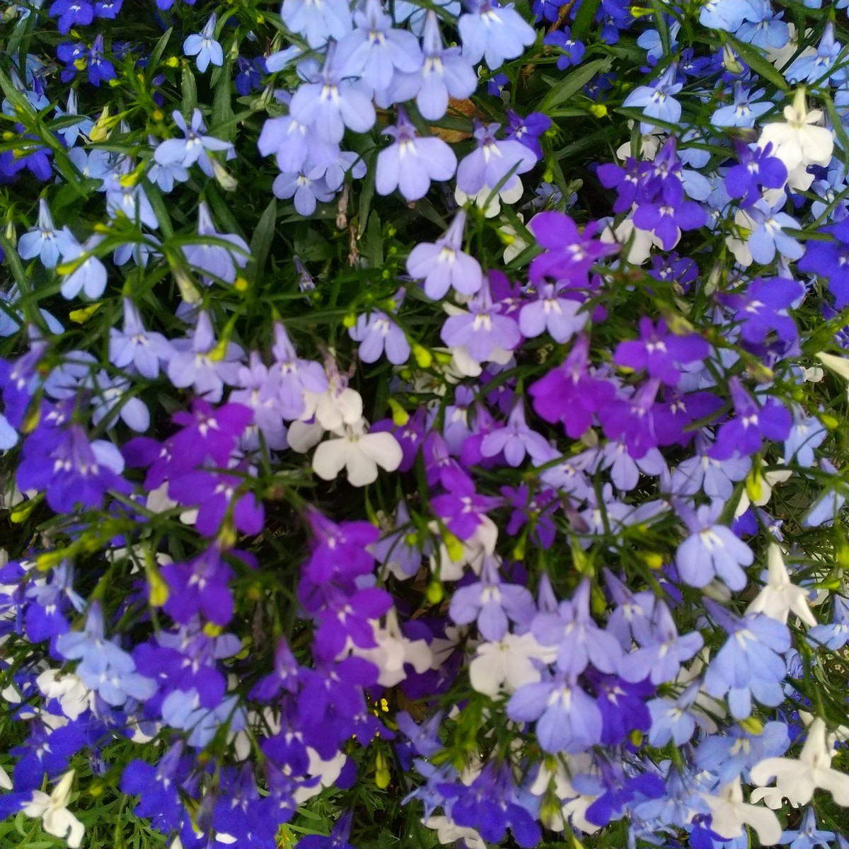 f:id:maru99:20200515171053j:plain
