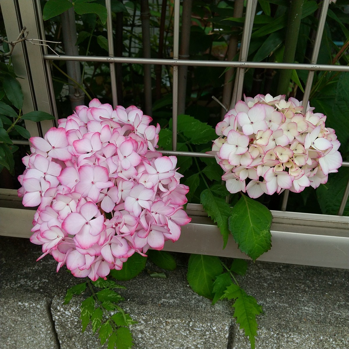 f:id:maru99:20200525173424j:plain f:id:maru99:20200525173424j:plain