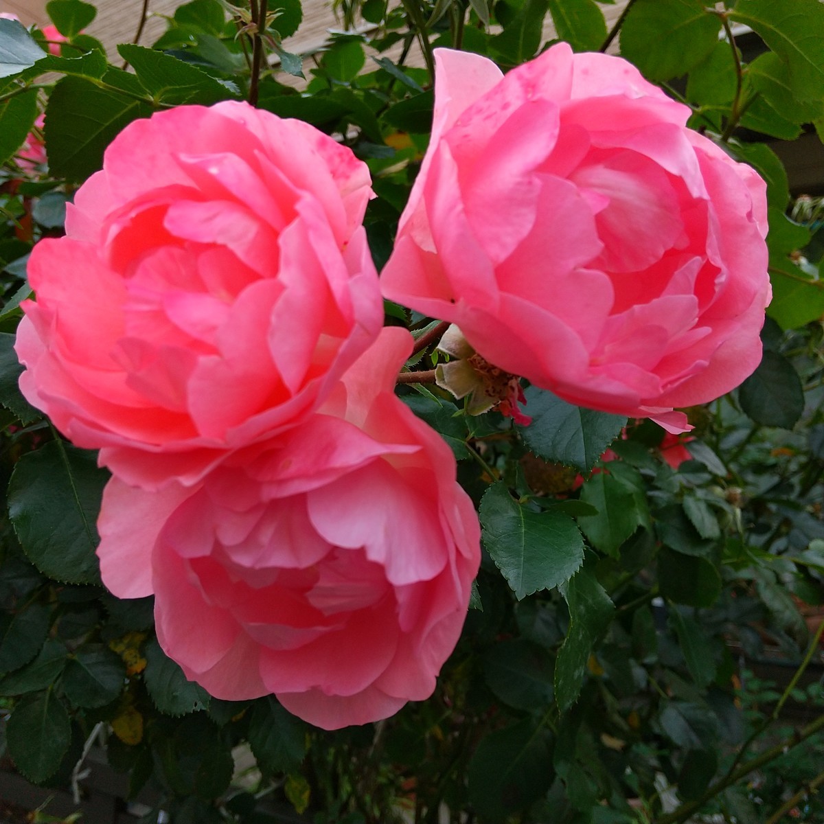 f:id:maru99:20200525174135j:plain f:id:maru99:20200525174135j:plain