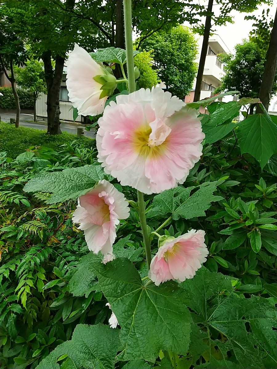 f:id:maru99:20200601140538j:plain f:id:maru99:20200601140538j:plain