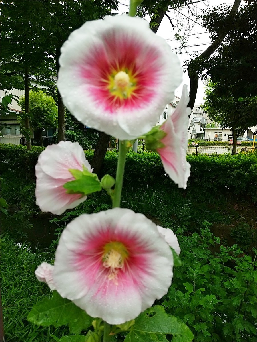 f:id:maru99:20200601140611j:plain f:id:maru99:20200601140611j:plain