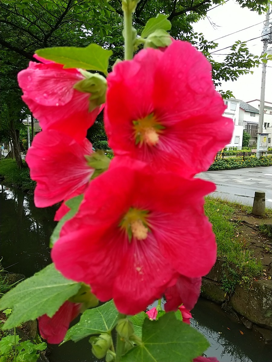 f:id:maru99:20200601140704j:plain f:id:maru99:20200601140704j:plain