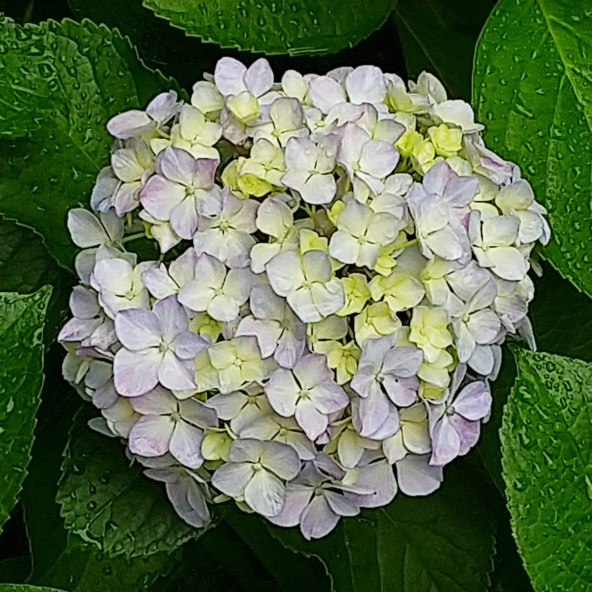 f:id:maru99:20200601161858j:plain f:id:maru99:20200601161858j:plain