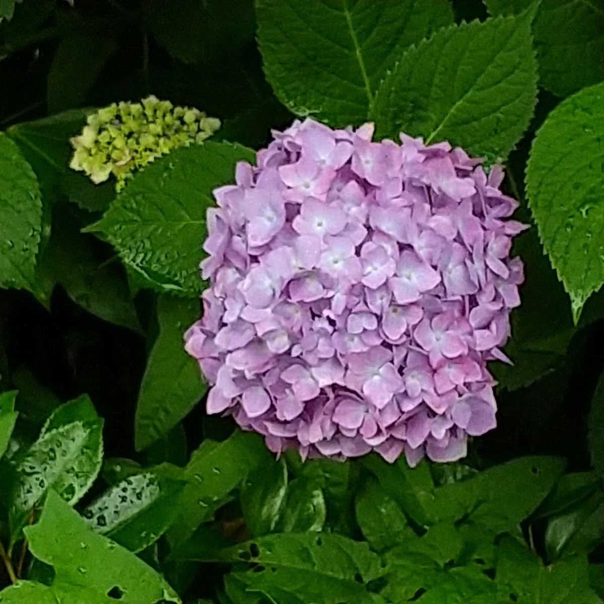 f:id:maru99:20200601162127j:plain f:id:maru99:20200601162127j:plain
