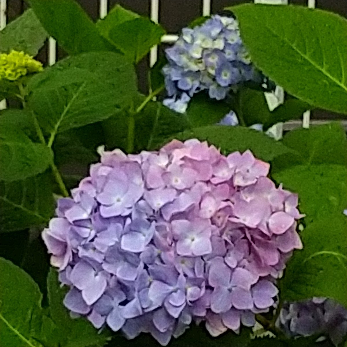 f:id:maru99:20200601162158j:plain f:id:maru99:20200601162158j:plain