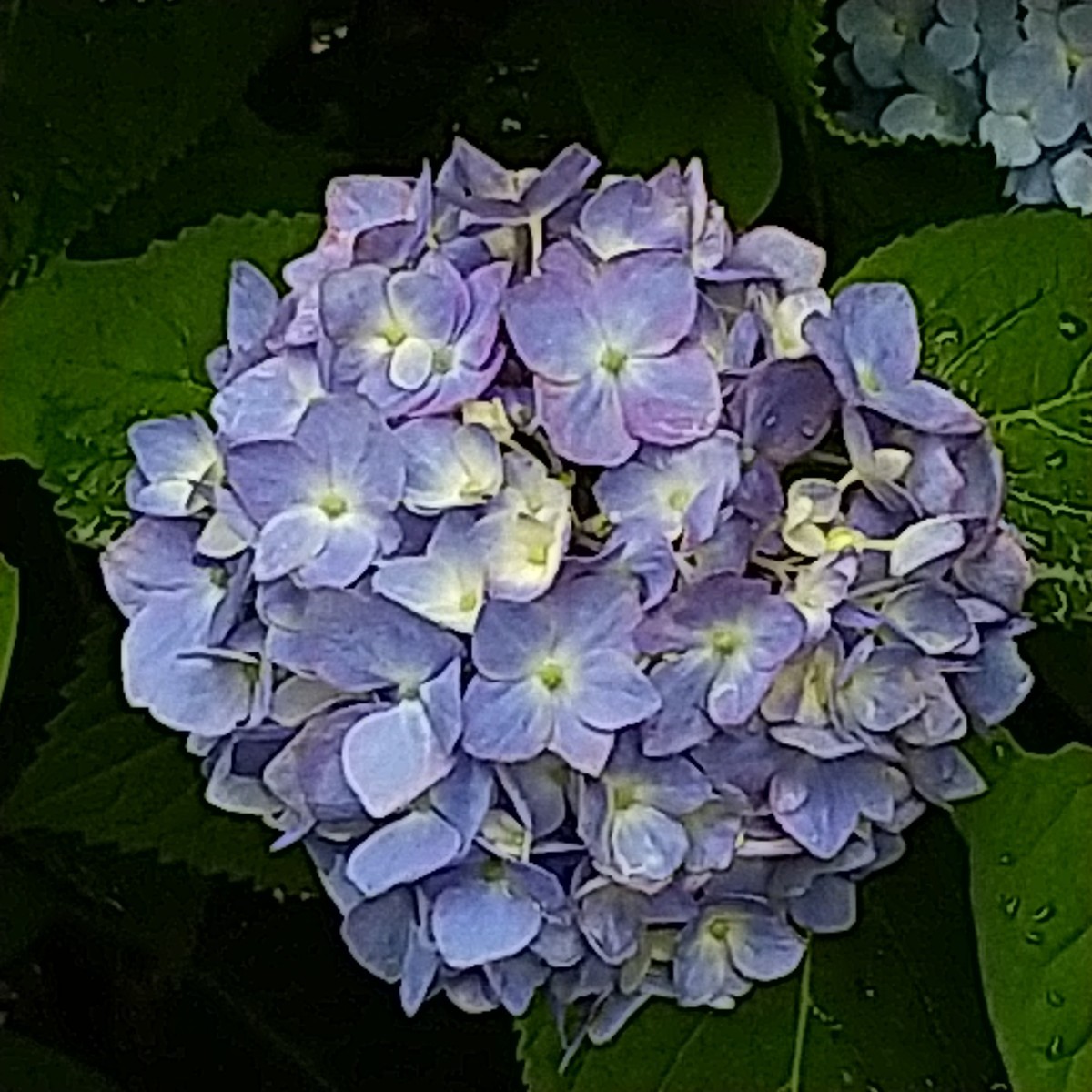 f:id:maru99:20200601162219j:plain f:id:maru99:20200601162219j:plain