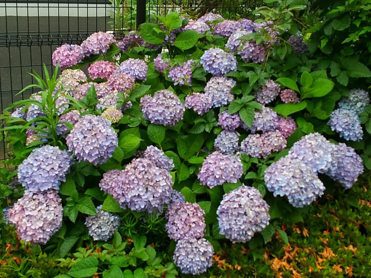 f:id:maru99:20200601162931j:plain f:id:maru99:20200601162931j:plain