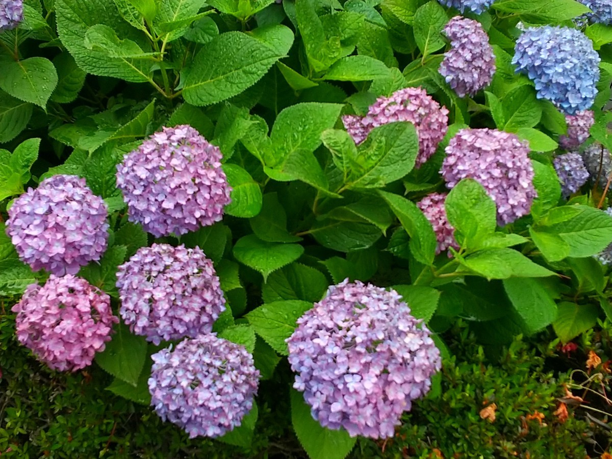 f:id:maru99:20200601162941j:plain f:id:maru99:20200601162941j:plain